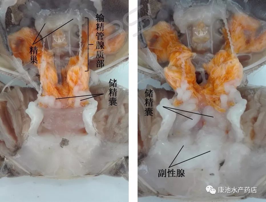 淡水鲳鱼养殖技术_淡水鲳鱼养殖方法_淡水鲳鱼养殖对水质要求高不