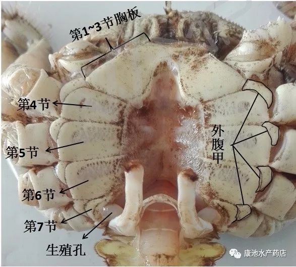 淡水鲳鱼养殖技术_淡水鲳鱼养殖对水质要求高不_淡水鲳鱼养殖方法