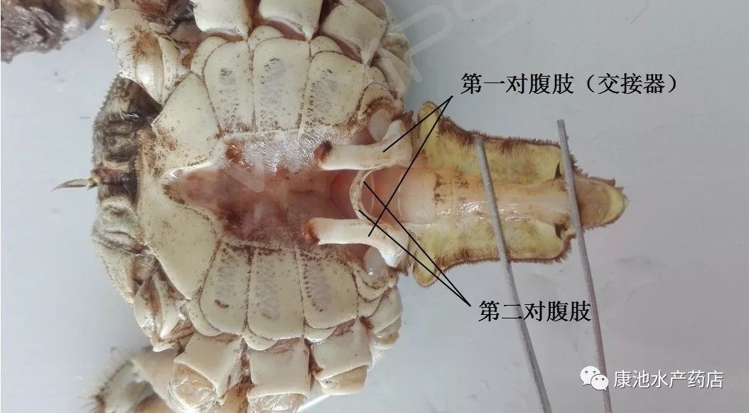 淡水鲳鱼养殖对水质要求高不_淡水鲳鱼养殖方法_淡水鲳鱼养殖技术