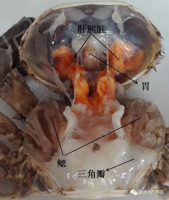 淡水鲳鱼养殖对水质要求高不_淡水鲳鱼养殖方法_淡水鲳鱼养殖技术