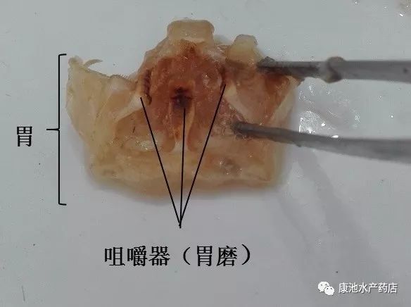 淡水鲳鱼养殖对水质要求高不_淡水鲳鱼养殖技术_淡水鲳鱼养殖方法