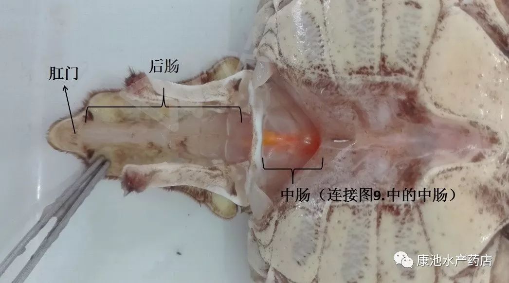 淡水鲳鱼养殖对水质要求高不_淡水鲳鱼养殖方法_淡水鲳鱼养殖技术