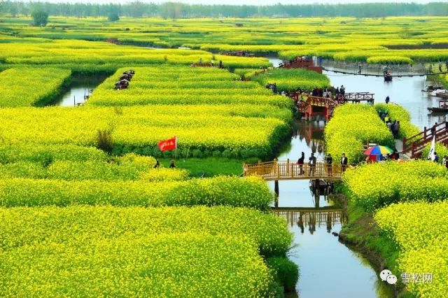 种植康乃馨致富_康乃馨种植效益_康乃馨种植法