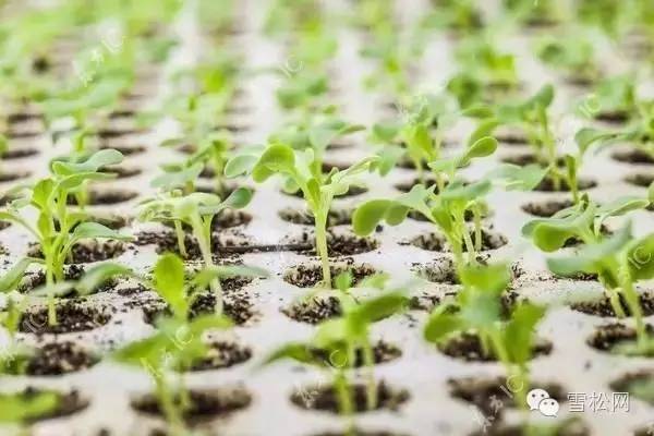 康乃馨种植法_康乃馨种植效益_种植康乃馨致富