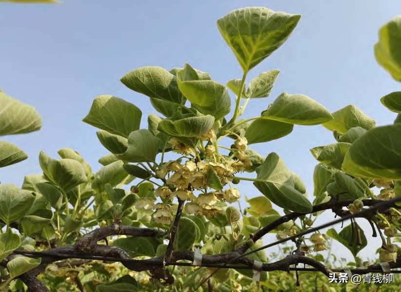 弥核桃种植技术_弥核桃什么时候开花_弥核桃的种植