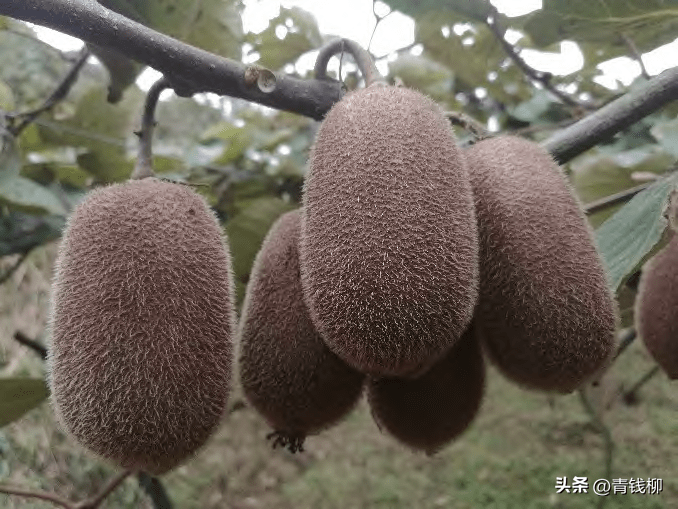 弥核桃什么时候开花_弥核桃种植技术_弥核桃的种植