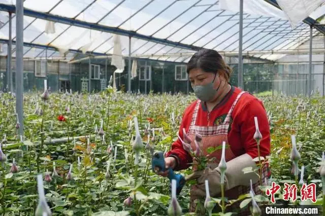 种植玫瑰白菜致富_玫瑰白菜种子_白玫瑰白菜种子什么时候种