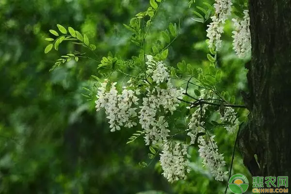 种植荆芥致富_致富种植荆芥图片_种植荆芥一亩地能挣多少钱