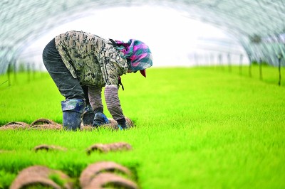 盐碱地上 正在“长”出新粮仓