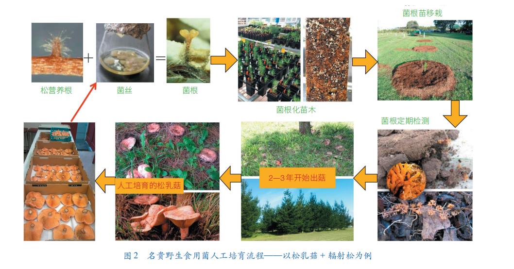 四川种植羊肚菌的大户_种羊肚菌四川致富经_四川种植羊肚菌的微信群