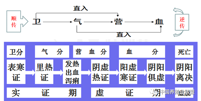 马养殖技术视频教程_马黄的养殖技术资料_怎样养殖马黄