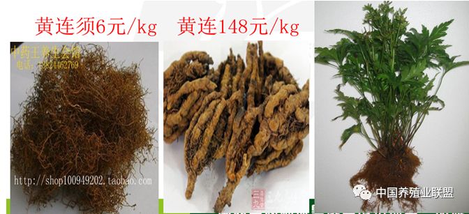 马养殖技术视频教程_怎样养殖马黄_马黄的养殖技术资料