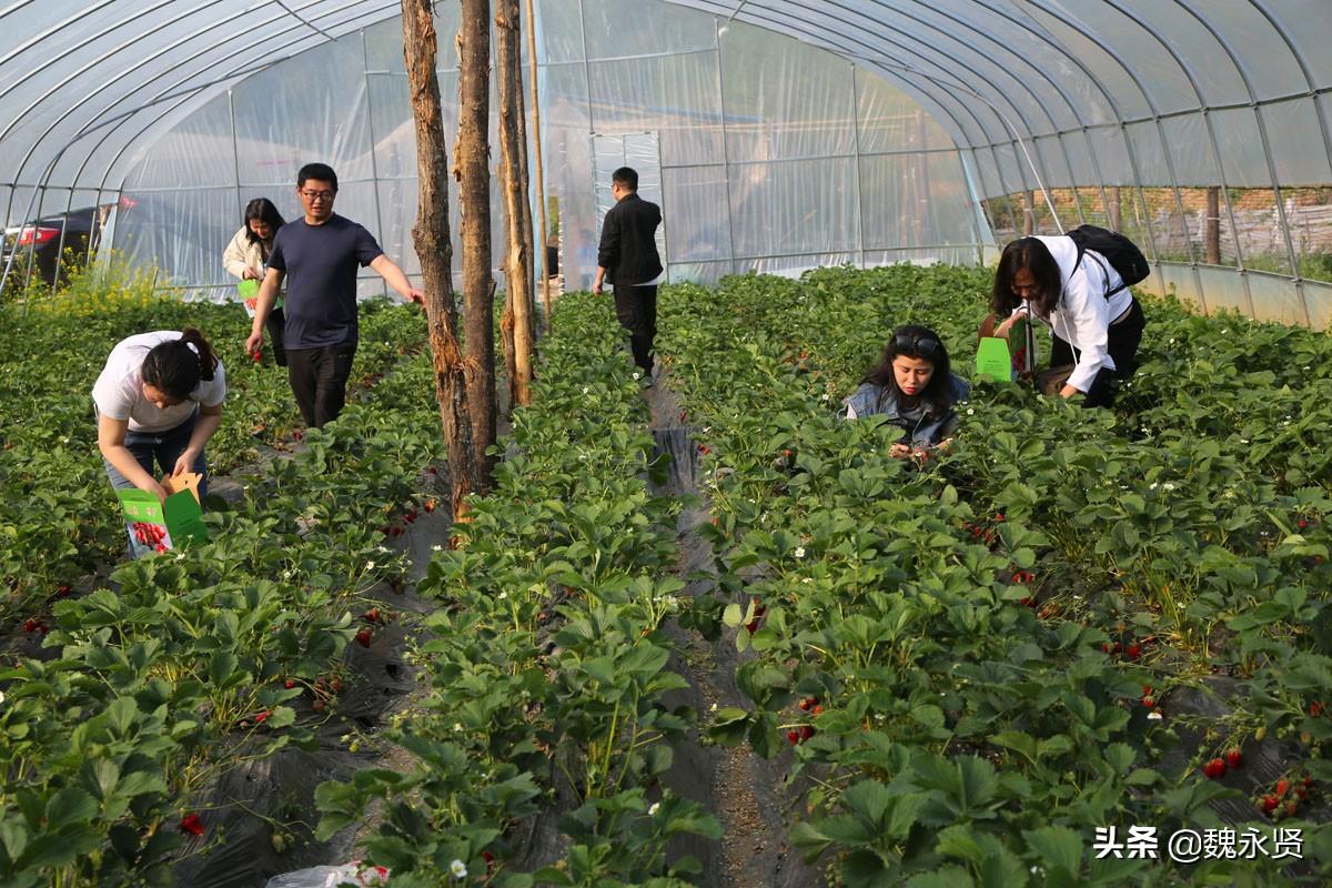 花生致富陕西种植视频_陕西花生种植基地_陕西种植花生致富