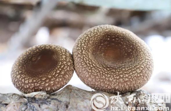 陕西有没有花生基地_陕西花生主要种植区域_陕西种植花生致富