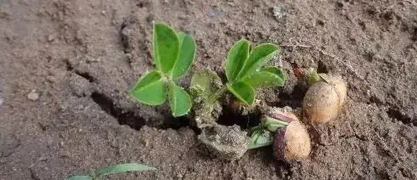 陕西种植花生致富_花生致富陕西种植视频_陕西花生种植基地