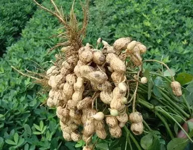 花生致富陕西种植视频_陕西花生种植基地_陕西种植花生致富