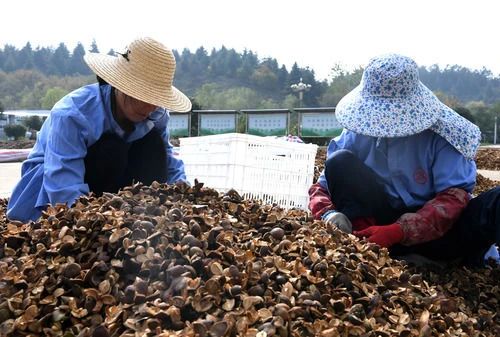 青山致富种植绿水树图片大全_青山绿水农业种植公司简介_绿水青山种植致富树图片