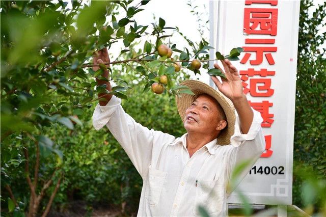 青山致富种植绿水树图片大全_青山绿水农业种植公司简介_绿水青山种植致富树图片