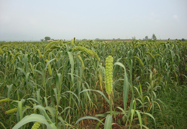 预计2020年种植什么赚钱？家庭种植致富项目