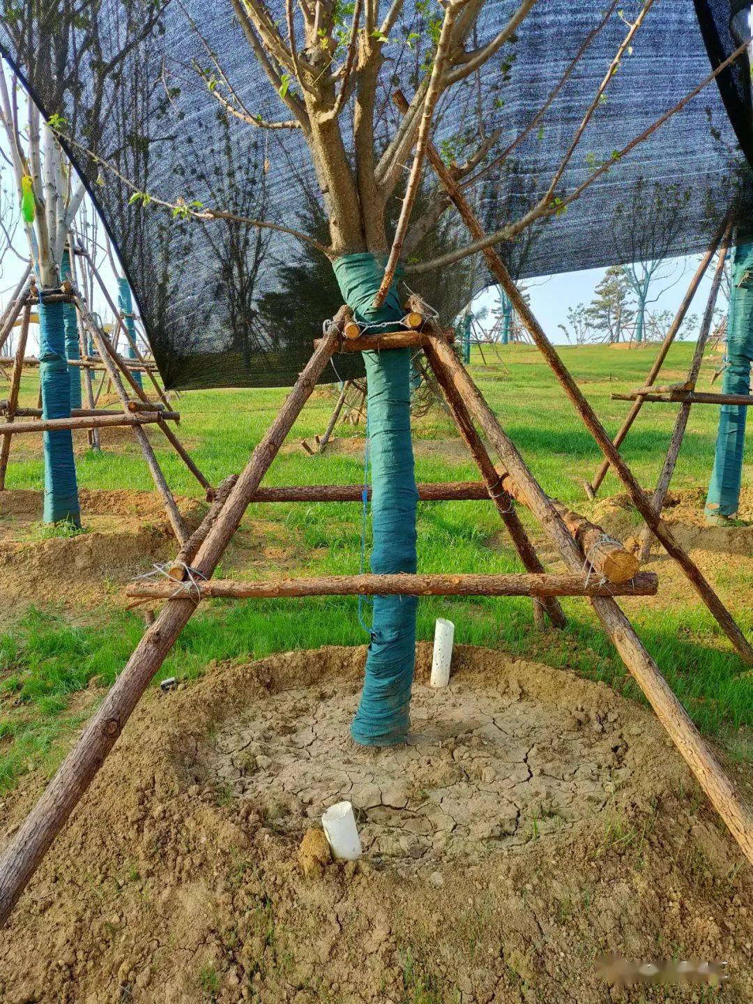 农村土地种植致富项目_土壤种植致富项目_致富种植土壤项目有哪些