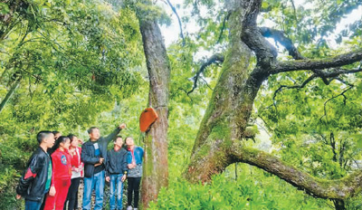 绿水青山种植致富树图片_青山致富种植绿水树图片_青山致富种植绿水树图片大全