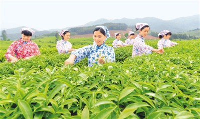 青山致富种植绿水树图片大全_青山致富种植绿水树图片_绿水青山种植致富树图片