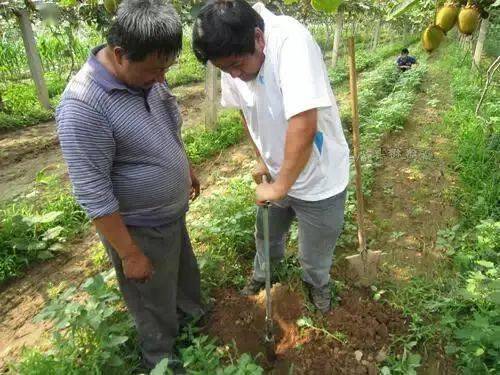 弥核桃怎么样熟得快_弥核桃种植技术_弥核桃什么时候开花