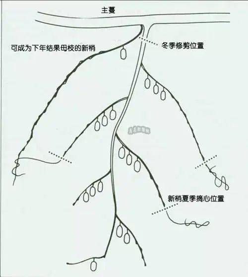 弥核桃怎么样熟得快_弥核桃什么时候开花_弥核桃种植技术