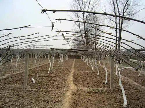 弥核桃种植技术_弥核桃怎么样熟得快_弥核桃什么时候开花