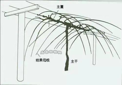 弥核桃怎么样熟得快_弥核桃种植技术_弥核桃什么时候开花