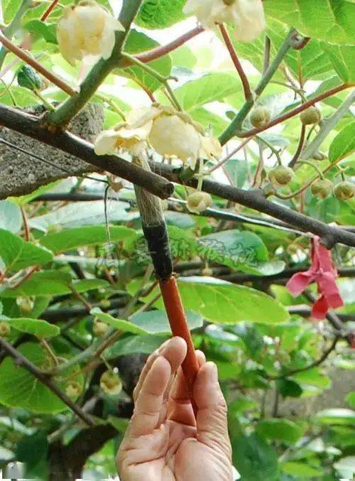 弥核桃什么时候开花_弥核桃种植技术_弥核桃怎么样熟得快