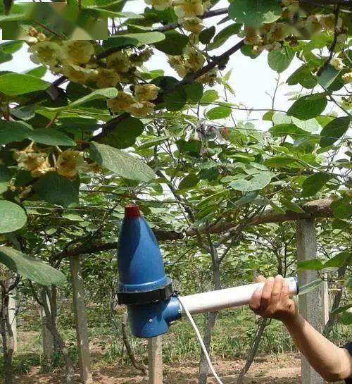 弥核桃怎么样熟得快_弥核桃什么时候开花_弥核桃种植技术