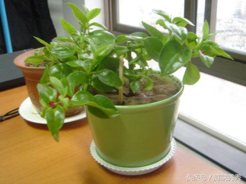 烟灰弹到花盆里对植物好吗？10大养花误区详解