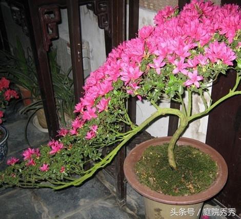 烟灰弹到花盆里对植物好吗？10大养花误区详解