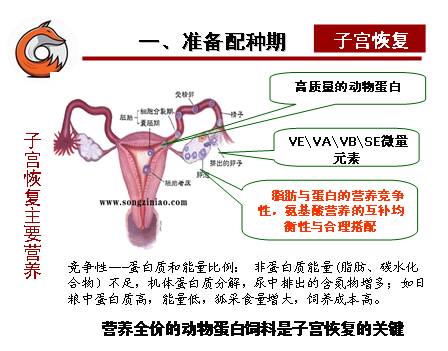 狐狸养殖有哪些技术_狐狸养殖技术有哪些_狐狸养殖技术有哪些种类