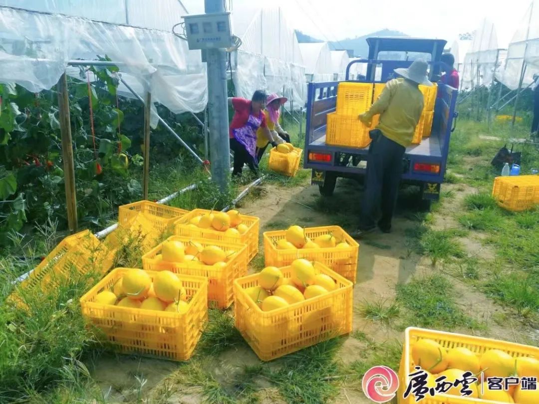 致富水果种植黑色果子_黑色种子的水果_种植黑色水果致富