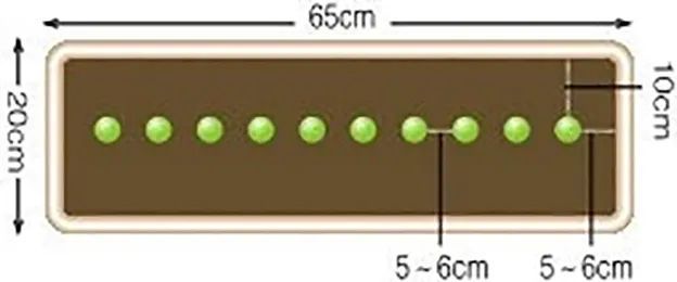 冬季室内栽葱视频_葱盆栽种植方法如下_冬季盆栽葱种植技术视频