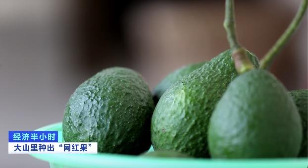 牛油果油种植_种植果牛油技术视频_牛油果种植技术