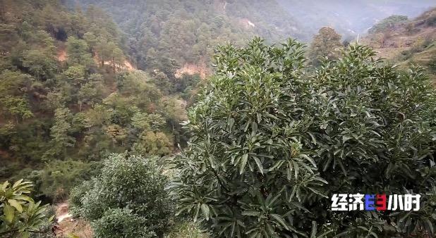 种植果牛油技术视频_牛油果油种植_牛油果种植技术