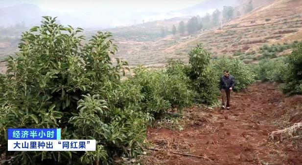 牛油果油种植_种植果牛油技术视频_牛油果种植技术