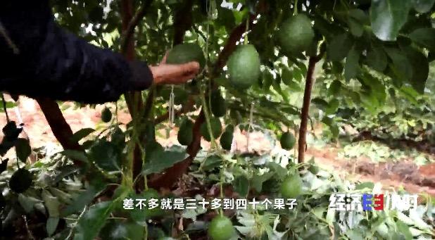 种植果牛油技术视频_牛油果种植技术_牛油果油种植