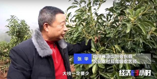 种植果牛油技术视频_牛油果油种植_牛油果种植技术