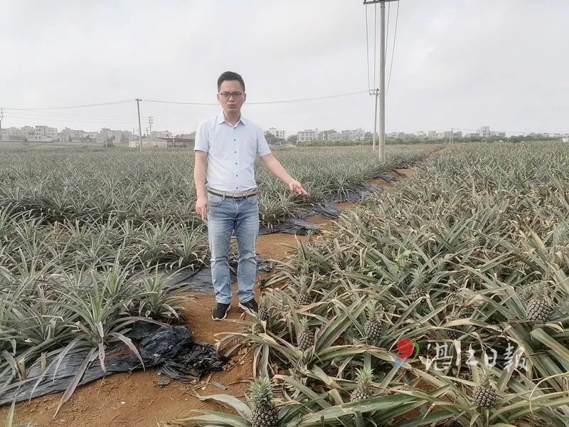 徐闻菠萝亩产量_徐闻菠萝种植面积_徐闻菠萝种植致富