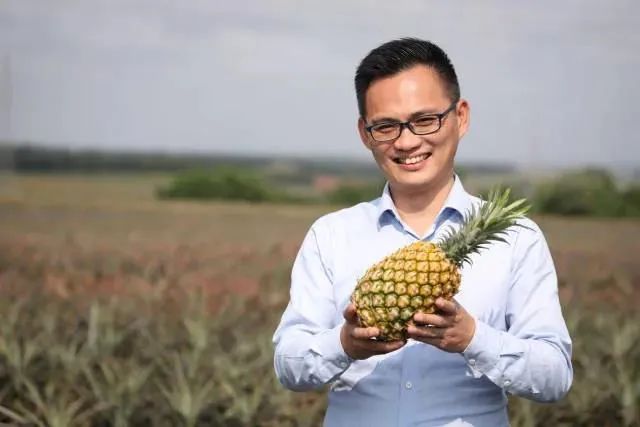 徐闻菠萝亩产量_徐闻菠萝种植面积_徐闻菠萝种植致富