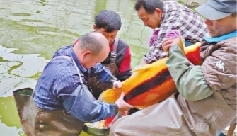 致富经养黄颡鱼视频全集_致富经黄颡鱼养殖技术_致富经黄颡鱼