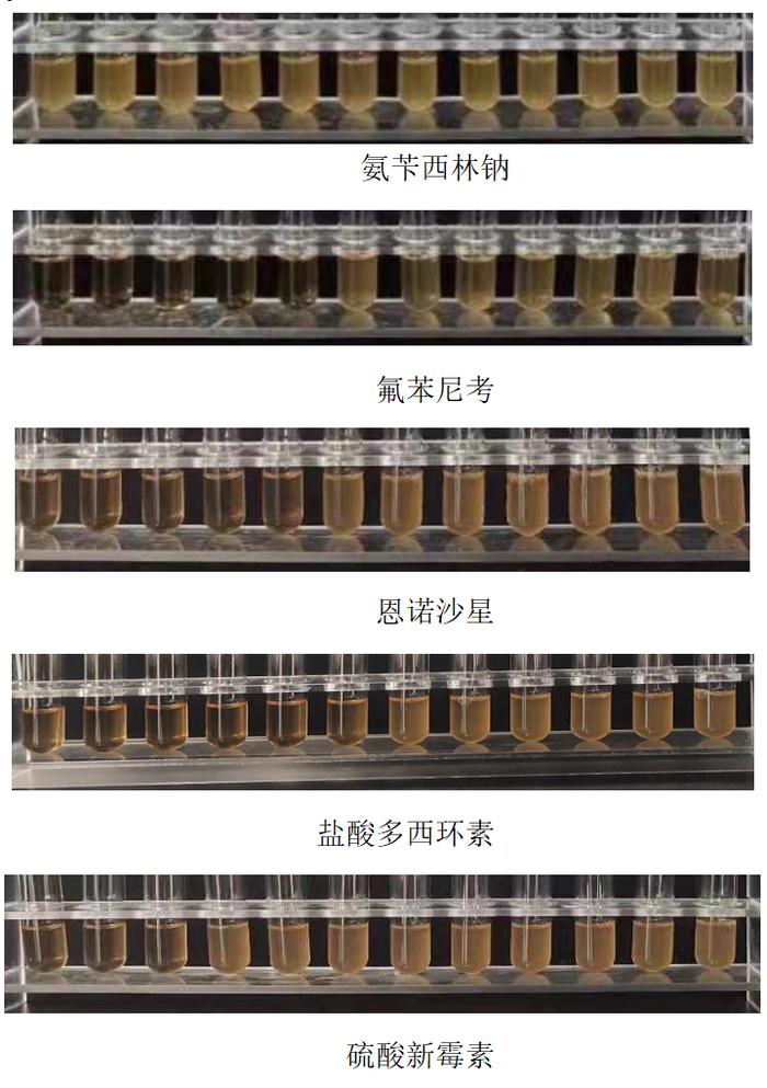 致富经养大黄鱼_致富经黄颡鱼养殖技术_致富经黄颡鱼