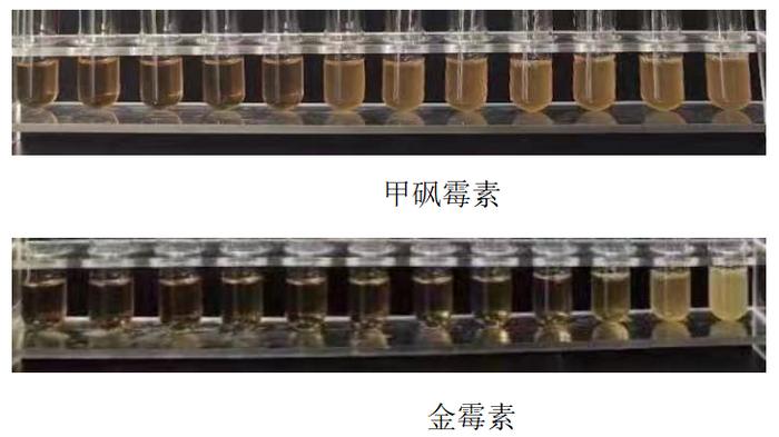 致富经黄颡鱼_致富经养大黄鱼_致富经黄颡鱼养殖技术