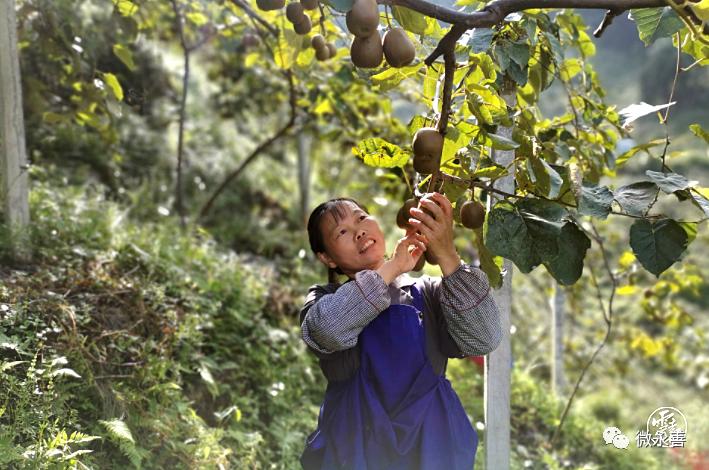 荒山变金山，农民变“股民”！永善这个村种植猕猴桃致富~