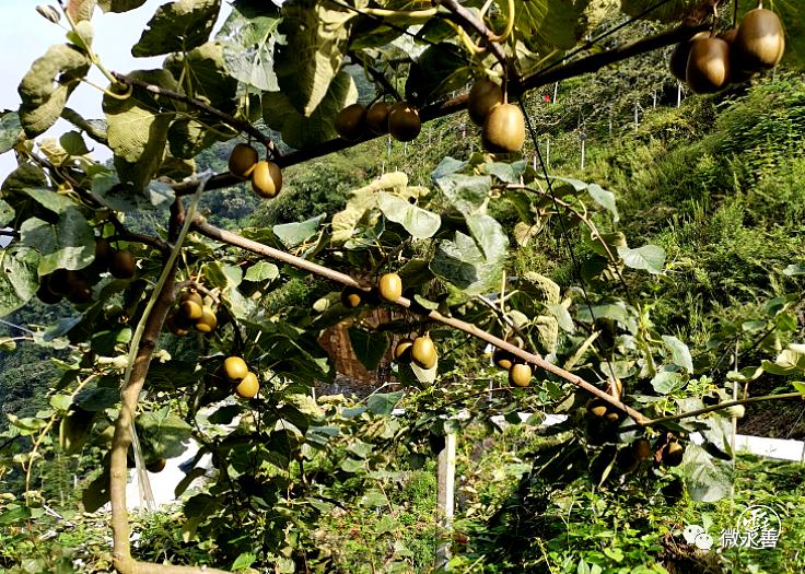 特种农民种植致富_农民致富种植项目_特种种植致富项目