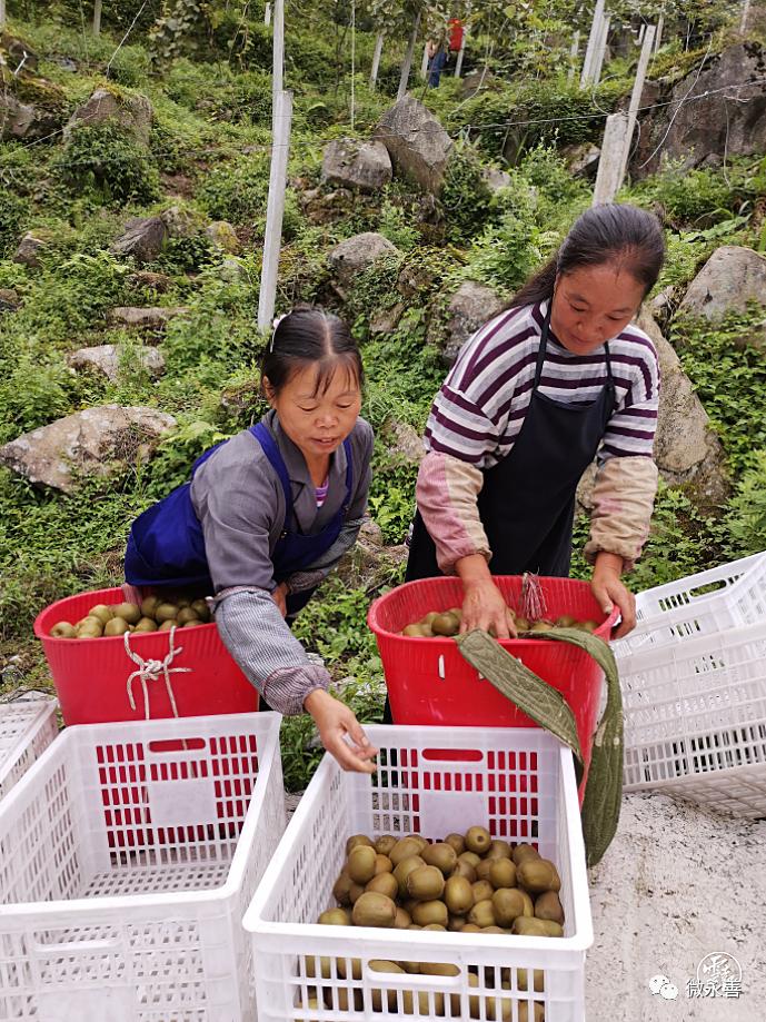 特种农民种植致富_农民致富种植项目_特种种植致富项目